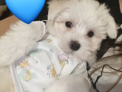 Bichon Maltez Mini Toy