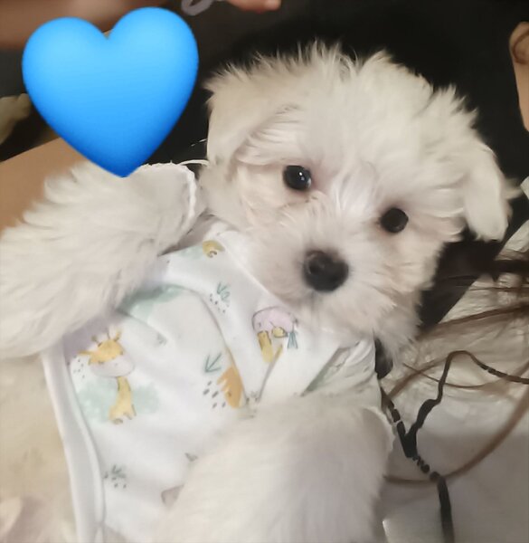 Bichon Maltez Mini Toy,