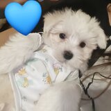 Bichon Maltez Mini Toy